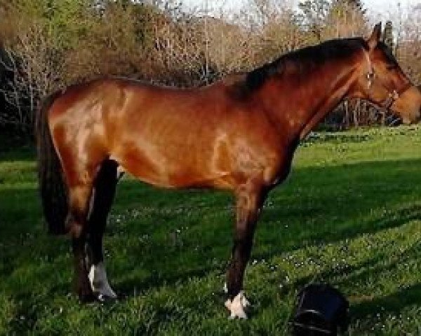 stallion Mohill Cavalier Clover (Irish Sport Horse, 1997, from Cavalier Royale)