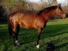 stallion Mohill Cavalier Clover (Irish Sport Horse, 1997, from Cavalier Royale)