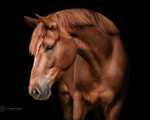 Pferd Magnat (Polnisches Warmblut, 2020)