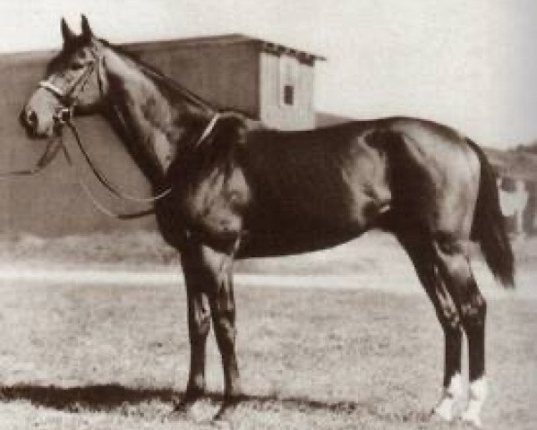 stallion Rosemont xx (Thoroughbred, 1932, from The Porter xx)