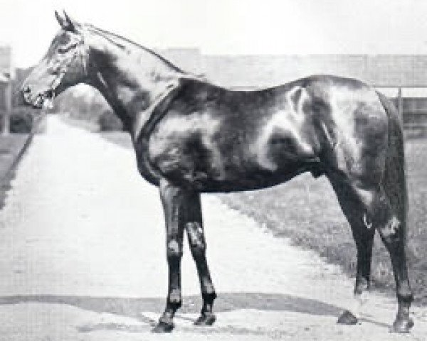 stallion Brumeux xx (Thoroughbred, 1925, from Teddy xx)