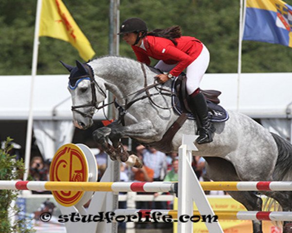 stallion Jingo Di Dieu D Arras (Belgian Warmblood, 2009, from Clinton)