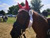 Springpferd Mount Pleasant Diamond Rose (British Riding Pony, 2015, von Mount Pleasant Gold Dust)