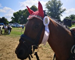 Springpferd Mount Pleasant Diamond Rose (British Riding Pony, 2015, von Mount Pleasant Gold Dust)