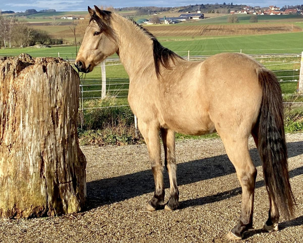 dressage horse FirstClass Colorit (German Riding Pony, 2019, from First Class Colorado)