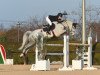 jumper Balena 7 (German Sport Horse, 2012, from Balou du Rouet)