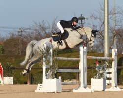 jumper Balena 7 (German Sport Horse, 2012, from Balou du Rouet)