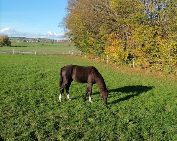 Springpferd Semhofs Black Pepper (Deutsches Reitpony, 2021, von Cadlanvalley Sir Ivanhoe)