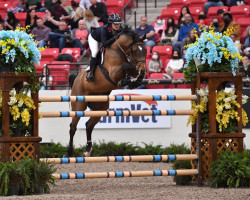 stallion Corsari van de Helle (Oldenburg show jumper, 2010, from Comme il Faut)