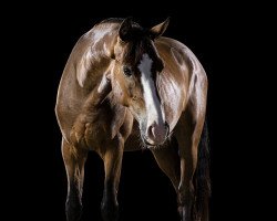 dressage horse Ti Mr. Ed (German Riding Pony, 2017, from FS Mr. Right)