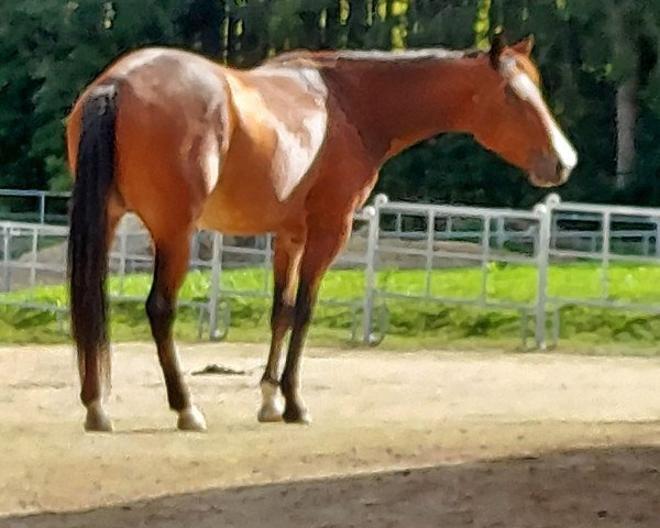 horse Milu Topsail Olena (Quarter Horse, 2018)