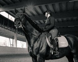 dressage horse Lux Maximus (Austrian Warmblood, 2013, from Lux As)