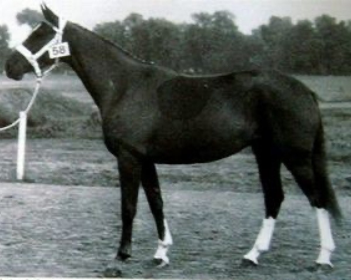 broodmare Urokoise du Bourg (Selle Français, 1986, from Guillaume Tell)