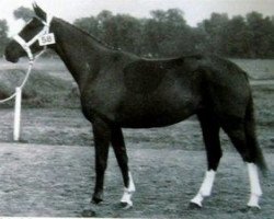 broodmare Urokoise du Bourg (Selle Français, 1986, from Guillaume Tell)