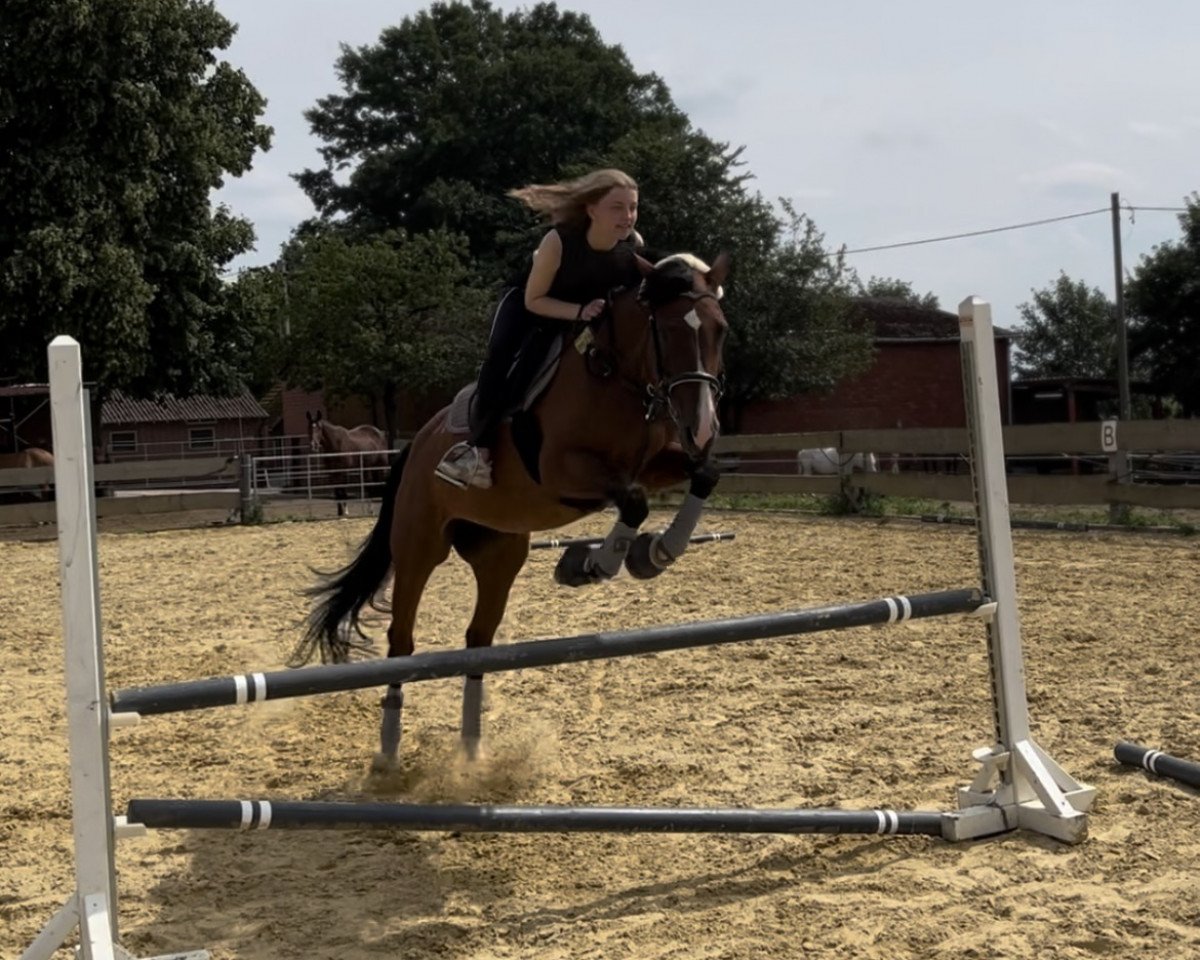 horse Winniza 35 (Oldenburg, 1999, from Lordanos)