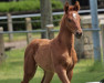 dressage horse Vräulein Hilda (Westphalian, 2023, from Vivat Rex)