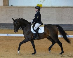 dressage horse Spirit of Silence 3 (German Sport Horse, 2016, from SnapJet)