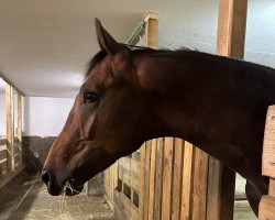 Dressurpferd Royal Winner T (KWPN (Niederländisches Warmblut), 2021, von Fynch Hatton)