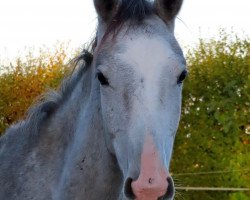 jumper Campoamor B (German Sport Horse, 2022, from Calimbus)