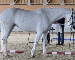 Zuchtstute Bognar Rokkamus (Ungarisches Warmblut, 2013, von Odermus R)