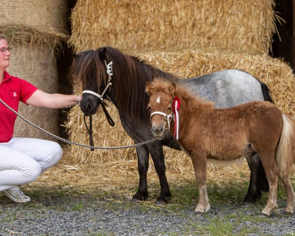 Pferd Dorosalas Be Happy (Shetland Pony (unter 87 cm), 2023, von Schalenburgs Baldwin)