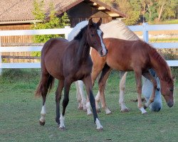 jumper Dolby's Around B (German Sport Horse, 2022, from Darcosall de Revel)