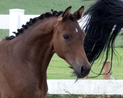 dressage horse Donauengel (Trakehner, 2023, from Interconti)