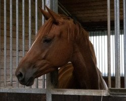 broodmare Donaudiva (Trakehner, 2020, from Imperio 3)