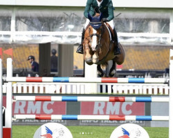 jumper Napoleon van den Dael (Belgian Warmblood, 2013, from For Passion d'Ive Z)