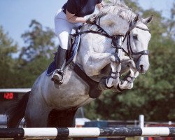 jumper Ciaco's Grande S (German Sport Horse, 2015, from Ciacomini)