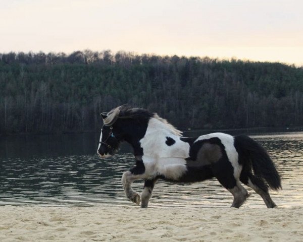 Pferd Winnetou (Tinker / Irish Cob / Gypsy Vanner, 2013)