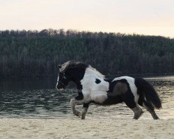 Pferd Winnetou (Tinker / Irish Cob / Gypsy Vanner, 2013)