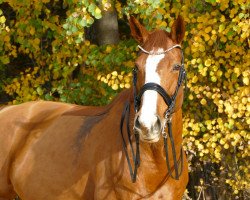 jumper Mandarine Von Der Wart (Austrian Warmblood, 2012, from Meniac)