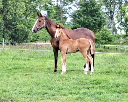 broodmare Donna (Hanoverian, 2011, from Dancier)