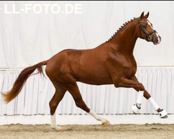 dressage horse Hengst von Von Und Zu / Dancier (Hanoverian, 2021, from Von und Zu)