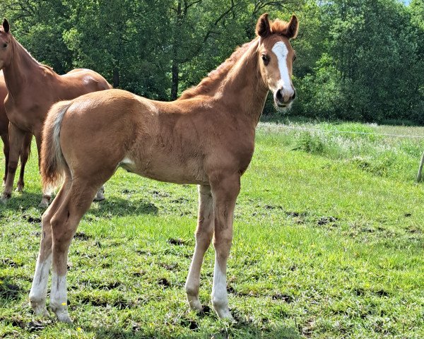 dressage horse Hengst von (Hanoverian, 2023, from Von und Zu)