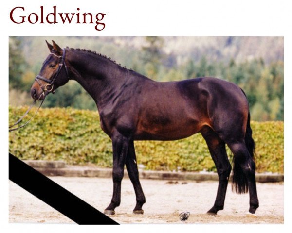 stallion Moosbachhofs Goldwing (Hanoverian, 1999, from Goldfever)