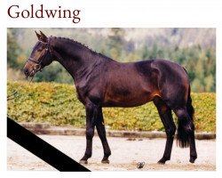 stallion Moosbachhofs Goldwing (Hanoverian, 1999, from Goldfever 3)