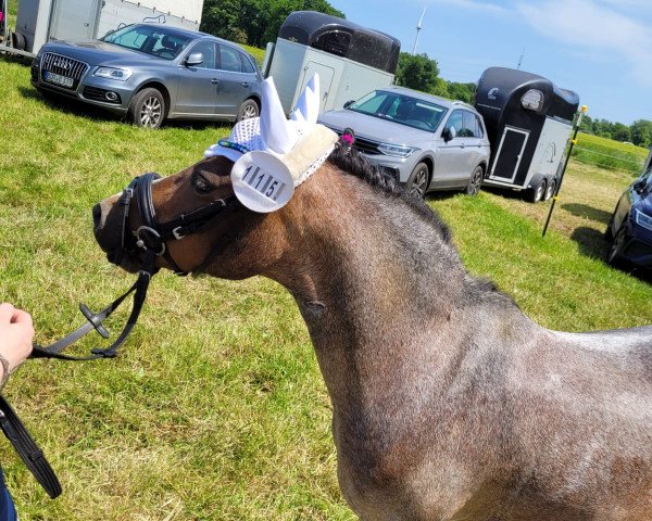 dressage horse Langevoren Chenille (Welsh, 2010)