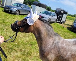 dressage horse Langevoren Chenille (Welsh, 2010)