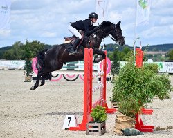 Springpferd Rockstar 19 (Deutsches Reitpony, 2016, von Kantje's Ronaldo)