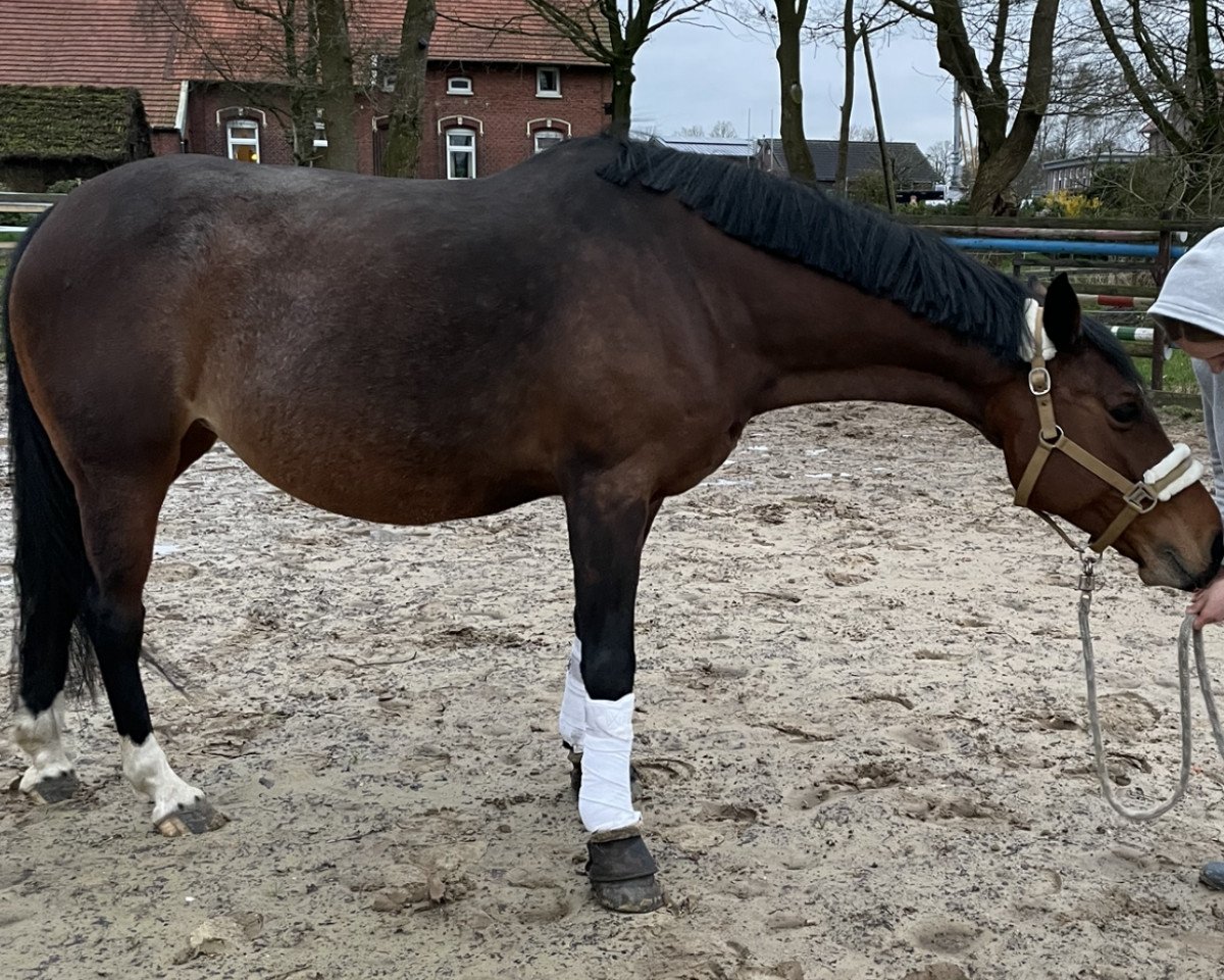 broodmare Magic 257 (German Warmblood, 2011, from Carlchen 83)