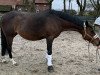 broodmare Magic 257 (German Warmblood, 2011, from Carlchen 83)