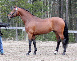 stallion Aqua Marin 173 FIN (Oldenburg, 2011, from Ampère)