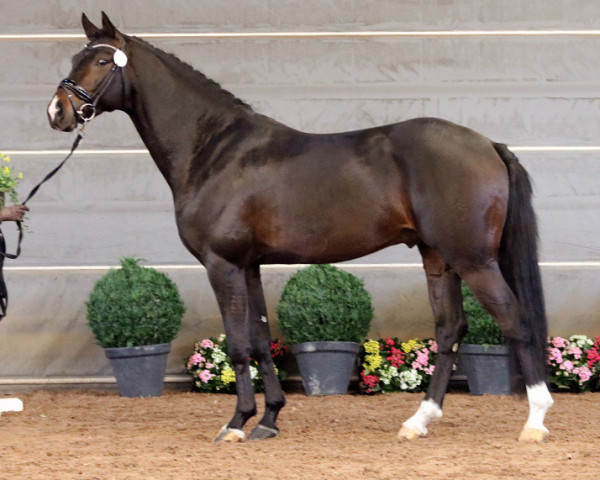 stallion Freemann 211 FIN (Westphalian, 2015, from Finest)