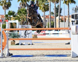 jumper Garande (KWPN (Royal Dutch Sporthorse), 2011, from VDL Groep Zagreb)