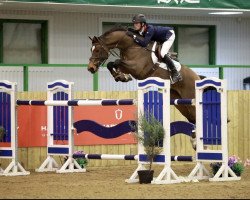 Springpferd Falay de Beauvois (Belgium Sporthorse, 2011, von Houston)