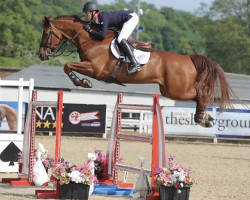 jumper Temple Rebus (anglo european sporthorse, 2007, from Temple Tamability)