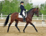 horse Königs Kronos KS 108 FIN (Finnish Warmblood, 1993, from Königin's Sohn KS 69 FIN)