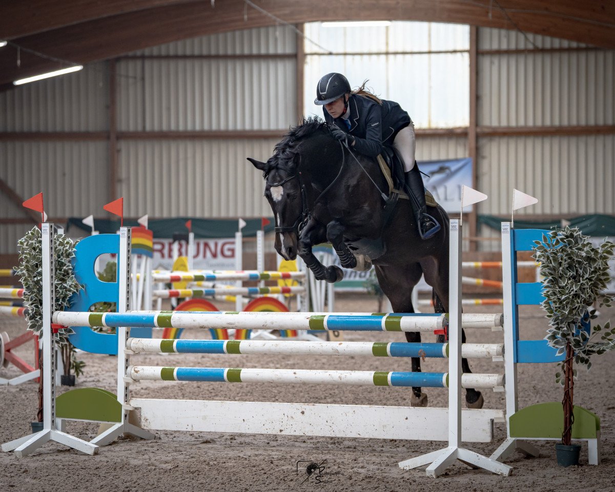 jumper Rina H (Oldenburg, 2010, from Carrico)